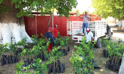 ENTREGA DE 300 PLANTAS DE CÍTRICOS EN LA COMUNIDAD DE SACABCHÉN