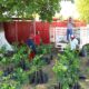 ENTREGA DE 300 PLANTAS DE CÍTRICOS EN LA COMUNIDAD DE SACABCHÉN