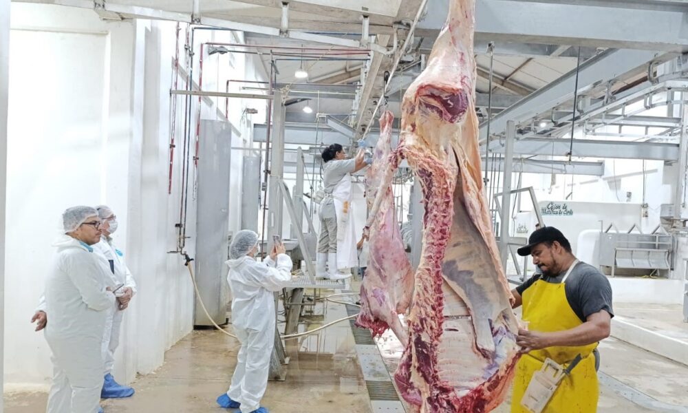 SUPERVISIÓN DE LOS AVANCES EN MATERIA DE SANIDAD ANIMAL EN EL MUNICIPIO DE PALIZADA