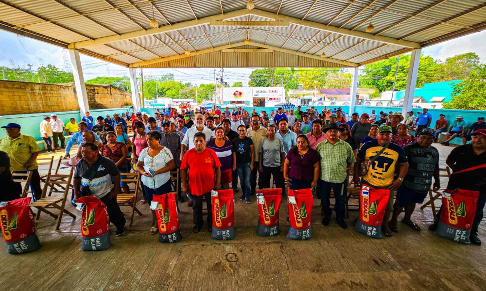 ENTREGA DE SEMILLAS DE MAÍZ EN EL MUNICIPIO DE TENABO