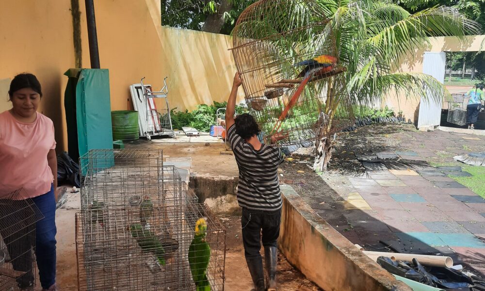 REINTRODUCEN AVES EN XIMBAL