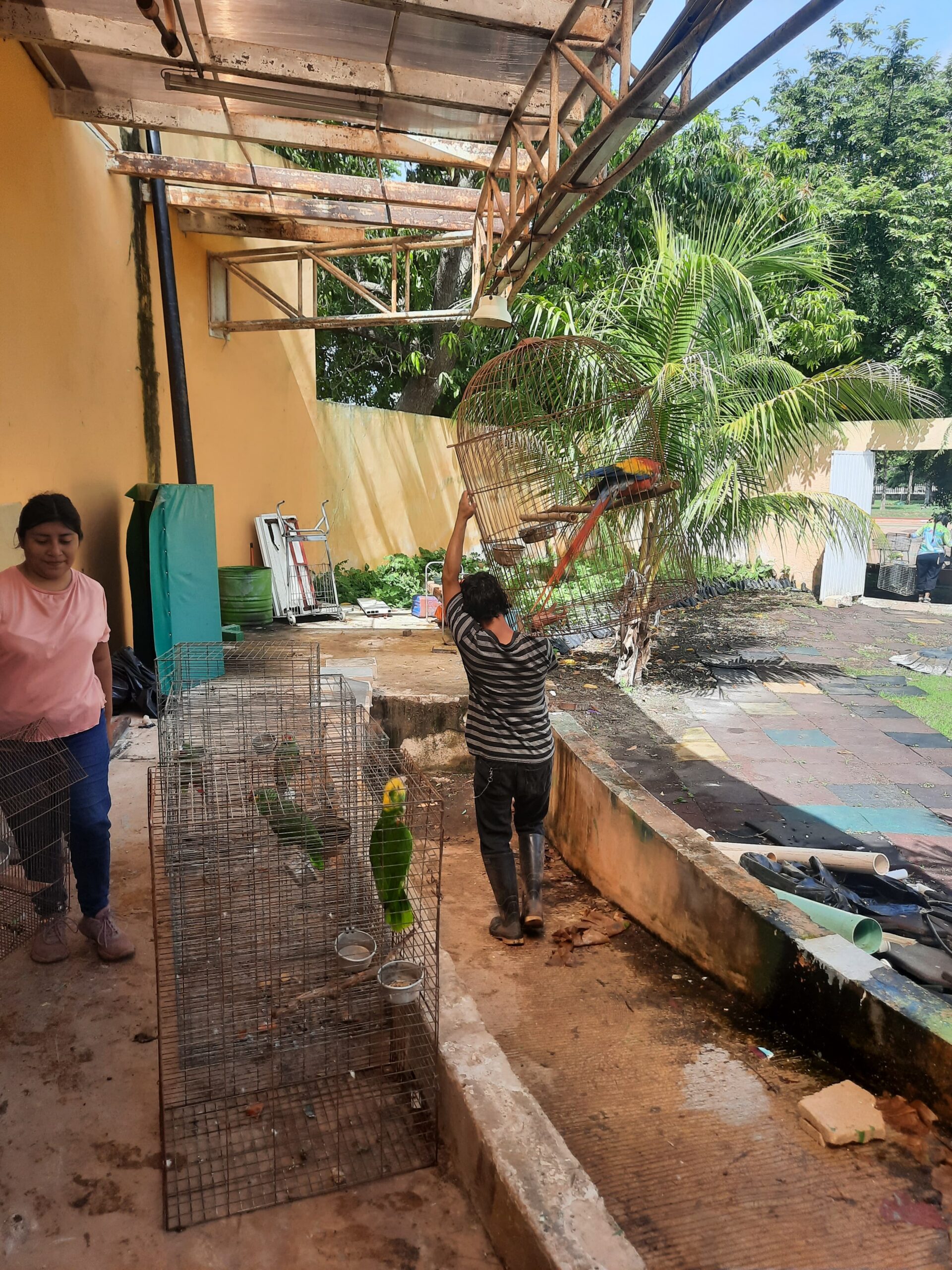 REINTRODUCEN AVES EN XIMBAL