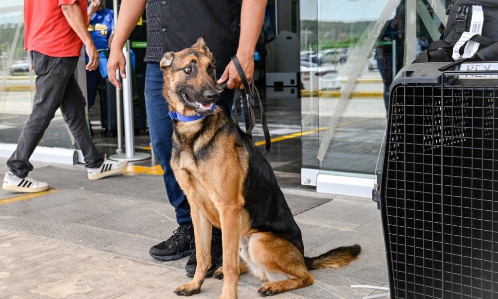 LLEGAN DESDE TEXAS LOS NUEVOS AGENTES CANINOS LUPI Y REX PARA FORTALECER LA UNIDAD K9 DE LA SPSC