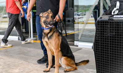 LLEGAN DESDE TEXAS LOS NUEVOS AGENTES CANINOS LUPI Y REX PARA FORTALECER LA UNIDAD K9 DE LA SPSC