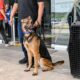 LLEGAN DESDE TEXAS LOS NUEVOS AGENTES CANINOS LUPI Y REX PARA FORTALECER LA UNIDAD K9 DE LA SPSC