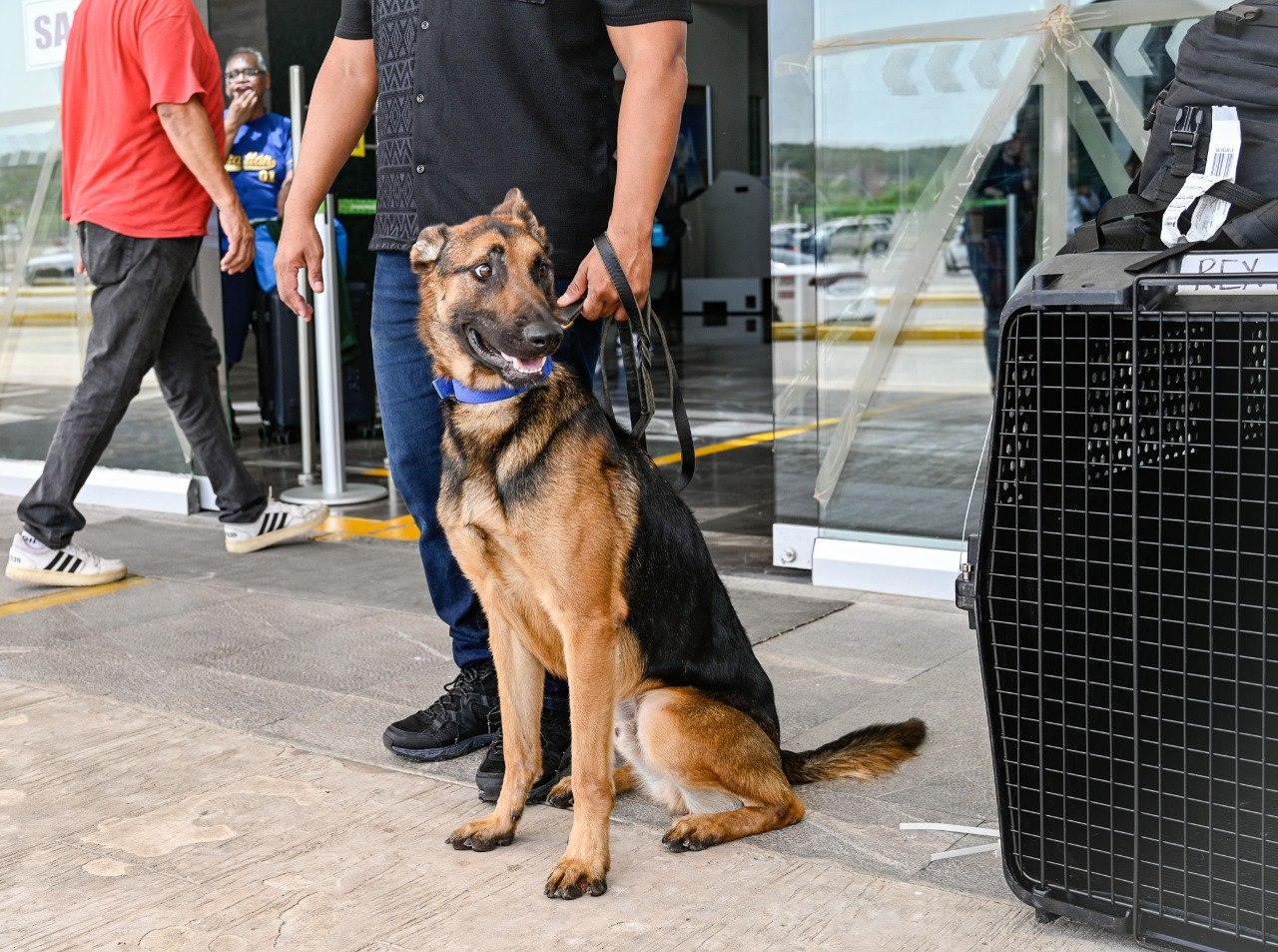 LLEGAN DESDE TEXAS LOS NUEVOS AGENTES CANINOS LUPI Y REX PARA FORTALECER LA UNIDAD K9 DE LA SPSC