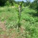 BRINDAN TÉCNICOS DEL PROGRAMA DE EXTENSIONISMO SU APOYO A PEQUEÑOS PRODUCTORES DEL CAMPO