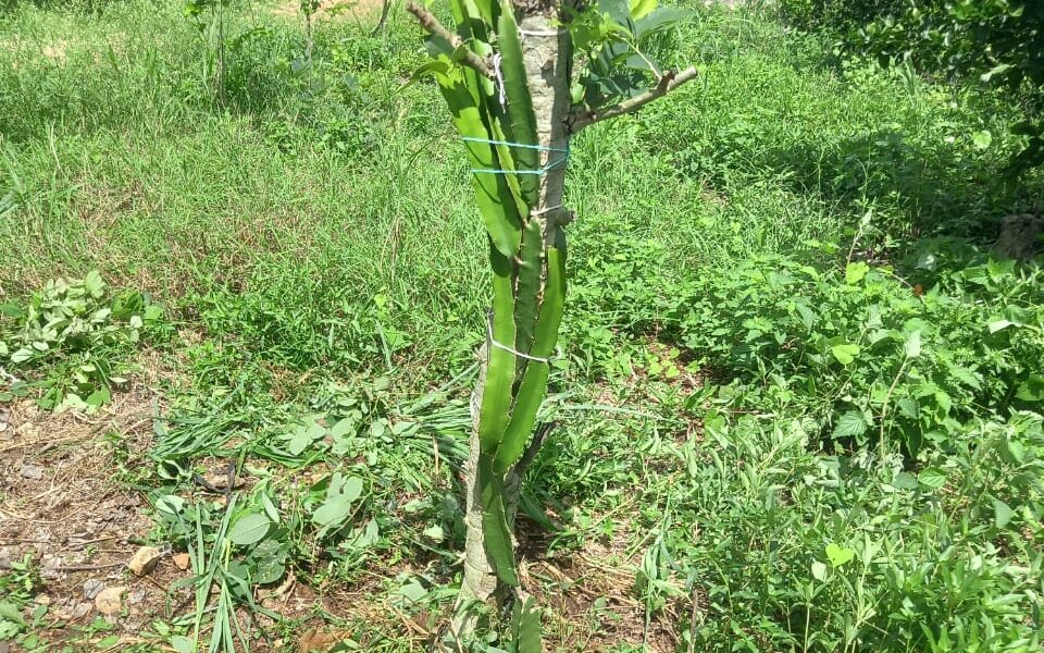 BRINDAN TÉCNICOS DEL PROGRAMA DE EXTENSIONISMO SU APOYO A PEQUEÑOS PRODUCTORES DEL CAMPO