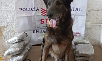UNIDAD K9 ASEGURA PAQUETE CON PRESUNTA DROGA EN PAQUETERÍA DE LA CAPITAL DEL ESTADO