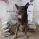 UNIDAD K9 ASEGURA PAQUETE CON PRESUNTA DROGA EN PAQUETERÍA DE LA CAPITAL DEL ESTADO