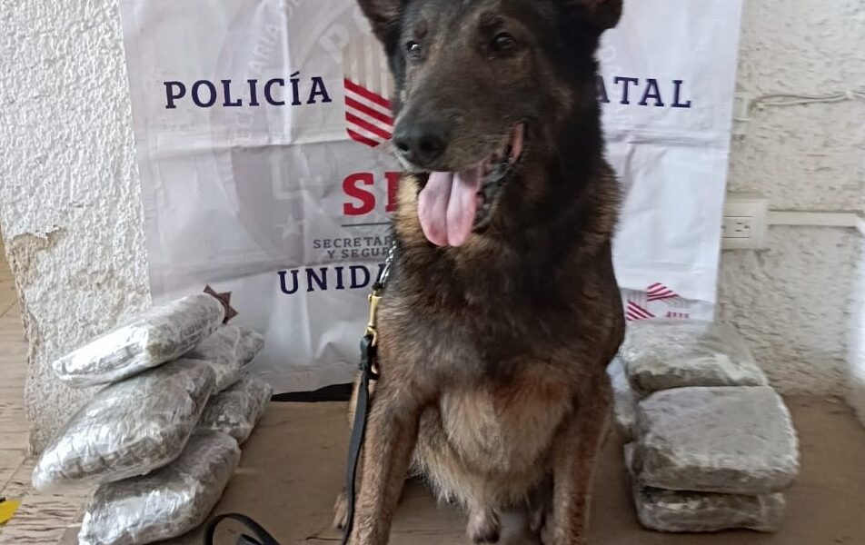 UNIDAD K9 ASEGURA PAQUETE CON PRESUNTA DROGA EN PAQUETERÍA DE LA CAPITAL DEL ESTADO