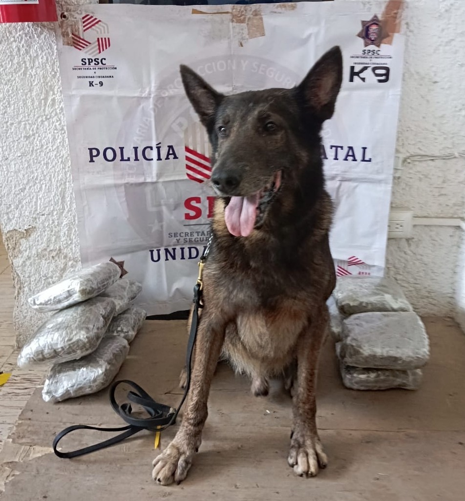 UNIDAD K9 ASEGURA PAQUETE CON PRESUNTA DROGA EN PAQUETERÍA DE LA CAPITAL DEL ESTADO