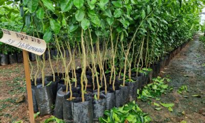RENOVACIÓN DE CERTIFICACIÓN FITOSANITARIA DEL VIVERO XAMANTÚN