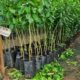 RENOVACIÓN DE CERTIFICACIÓN FITOSANITARIA DEL VIVERO XAMANTÚN