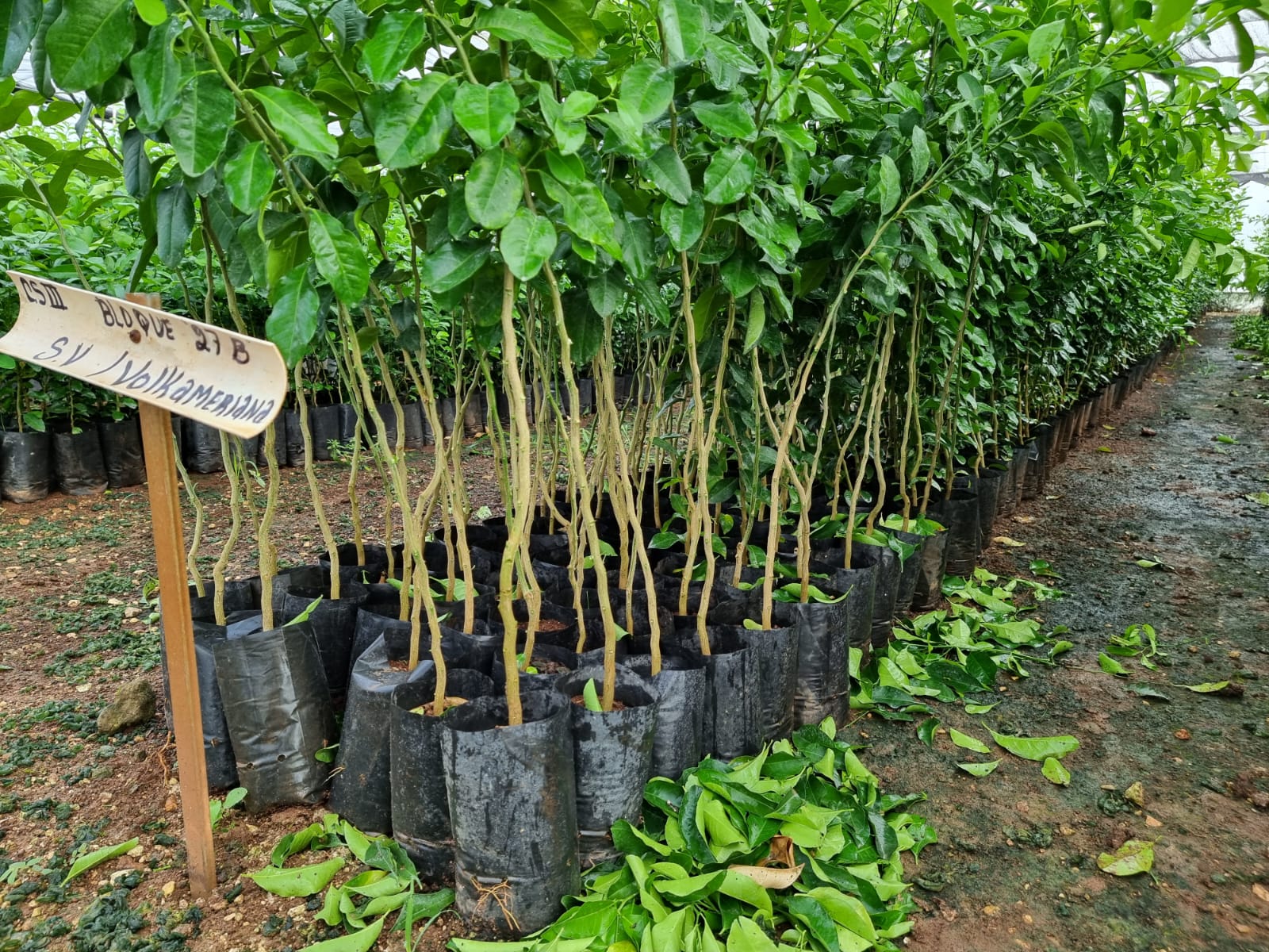 RENOVACIÓN DE CERTIFICACIÓN FITOSANITARIA DEL VIVERO XAMANTÚN