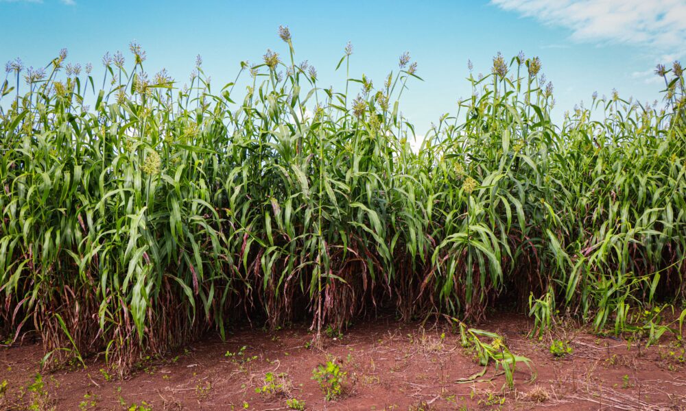 CAPACITACIÓN DEL MÉTODO DE ENSILADO DE SÚPER SORGO Y MAÍZ A PRODUCTORES GANADEROS