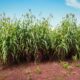 CAPACITACIÓN DEL MÉTODO DE ENSILADO DE SÚPER SORGO Y MAÍZ A PRODUCTORES GANADEROS