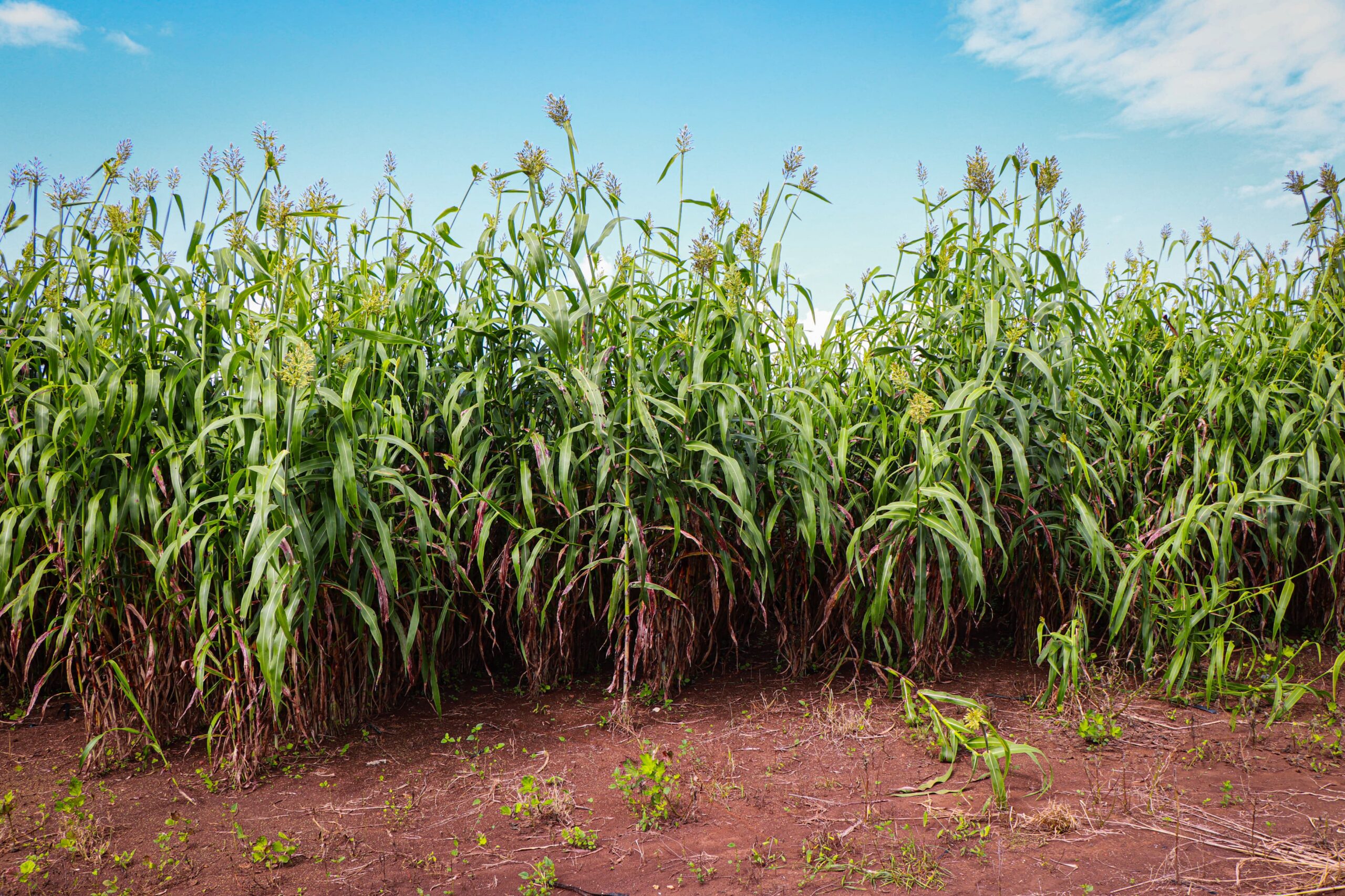 CAPACITACIÓN DEL MÉTODO DE ENSILADO DE SÚPER SORGO Y MAÍZ A PRODUCTORES GANADEROS