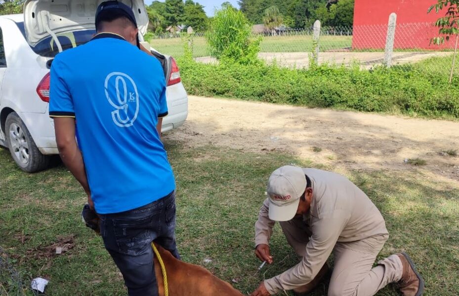 APLICAN MÁS DE 135 MIL DOSIS DE ANTIRRÁBICA EN TODO EL ESTADO