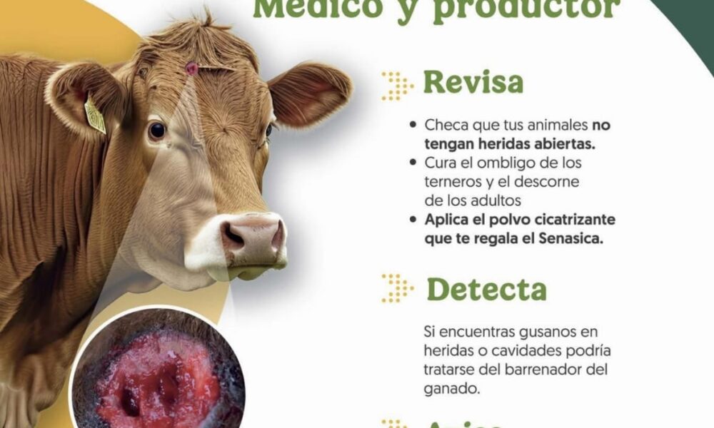 REFUERZAN ACCIONES PARA PREVENIR CASOS DE GUSANO BARRENADOR EN LA ENTIDAD