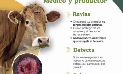 REFUERZAN ACCIONES PARA PREVENIR CASOS DE GUSANO BARRENADOR EN LA ENTIDAD