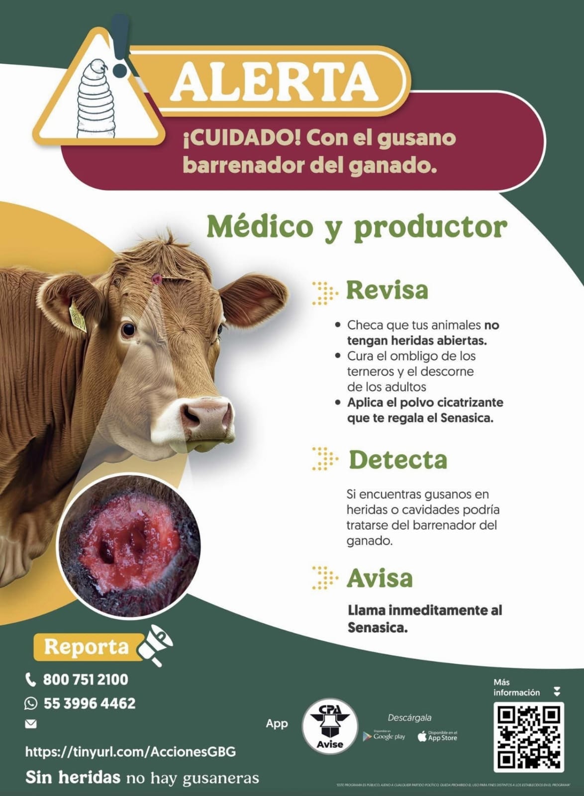 REFUERZAN ACCIONES PARA PREVENIR CASOS DE GUSANO BARRENADOR EN LA ENTIDAD