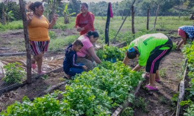 SUPERVISAN COSECHA DE MUJERES EN HUERTO DE TRASPATIO, EN SAN JOSÉ CARPIZO
