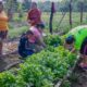 SUPERVISAN COSECHA DE MUJERES EN HUERTO DE TRASPATIO, EN SAN JOSÉ CARPIZO