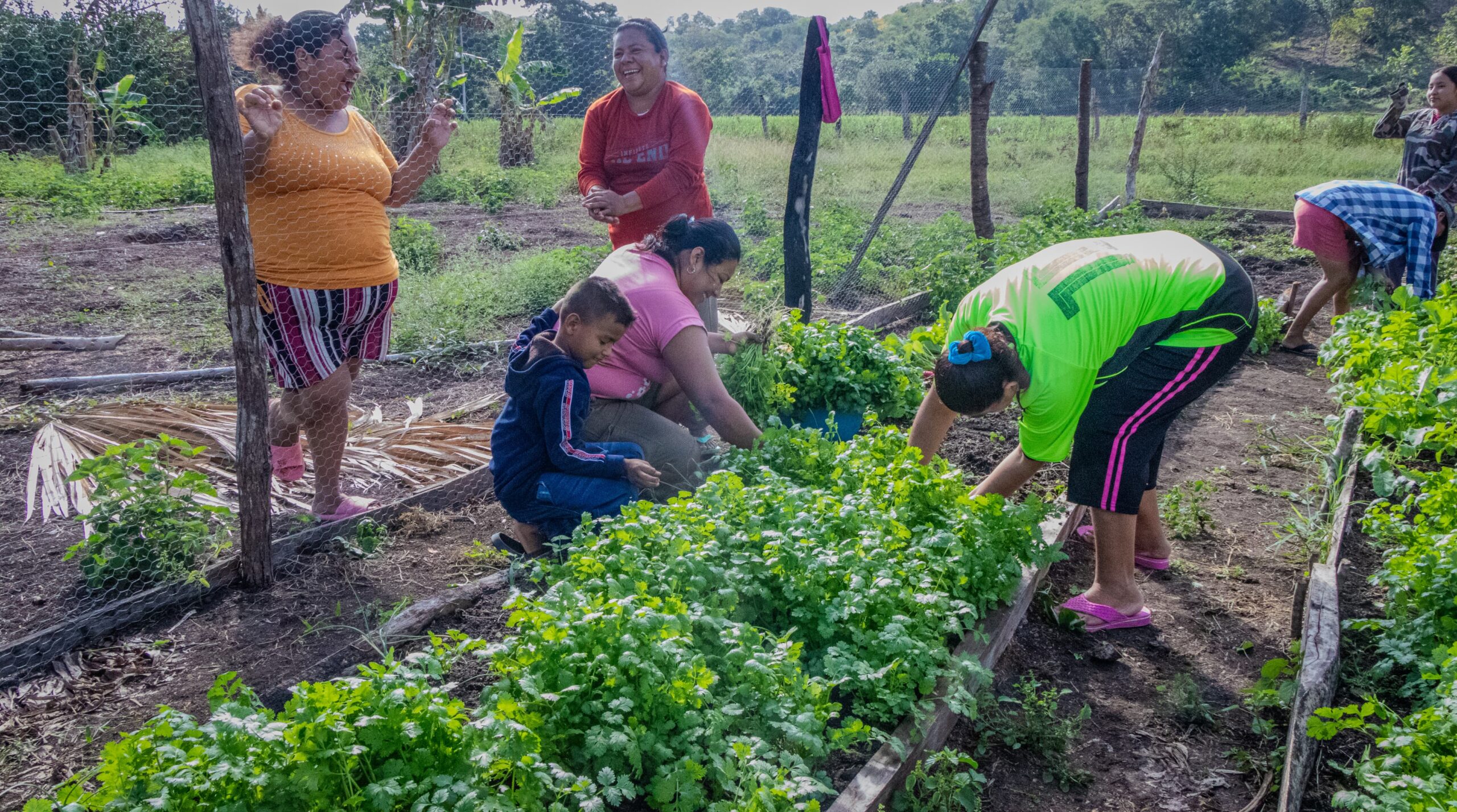 SUPERVISAN COSECHA DE MUJERES EN HUERTO DE TRASPATIO, EN SAN JOSÉ CARPIZO