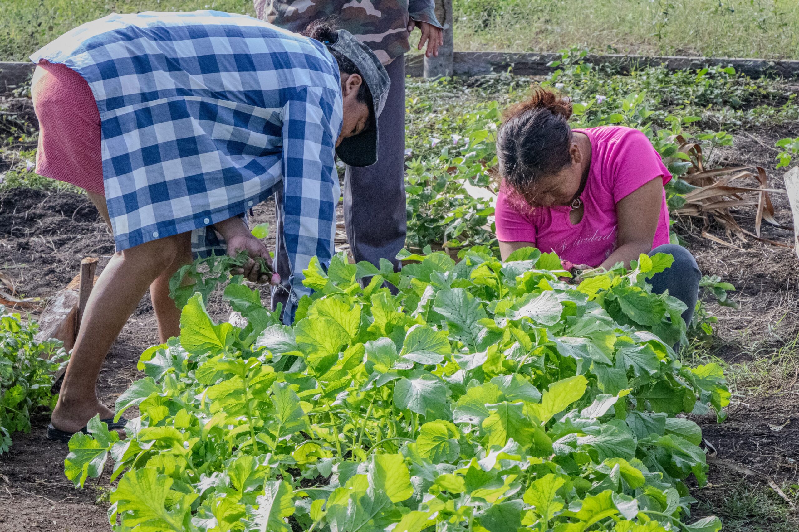 SUPERVISAN COSECHA DE MUJERES EN HUERTO DE TRASPATIO, EN SAN JOSÉ CARPIZO