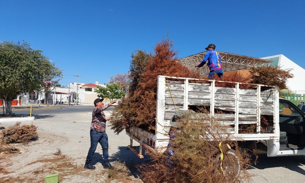 TRASLADAN PINOS AL ITCH