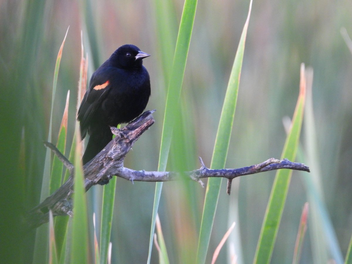 FOMENTAN LA CIENCIA CIUDADANA CON TALLER DE OBSERVACIÓN DE AVES