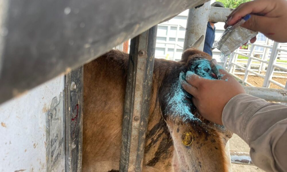 SEGUIMIENTO A LOS CASOS DE GUSANO BARRENADOR EN CAMPECHE