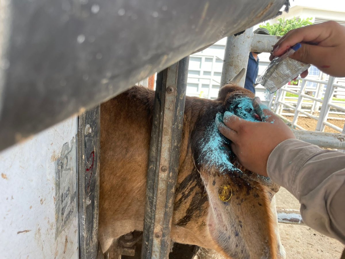 SEGUIMIENTO A LOS CASOS DE GUSANO BARRENADOR EN CAMPECHE