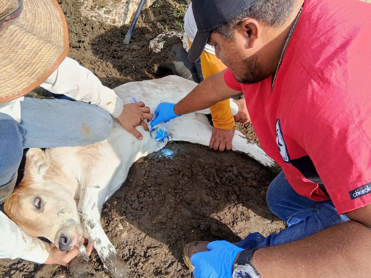 SEGUIMIENTO A LOS CASOS DE GUSANO BARRENADOR EN CAMPECHE