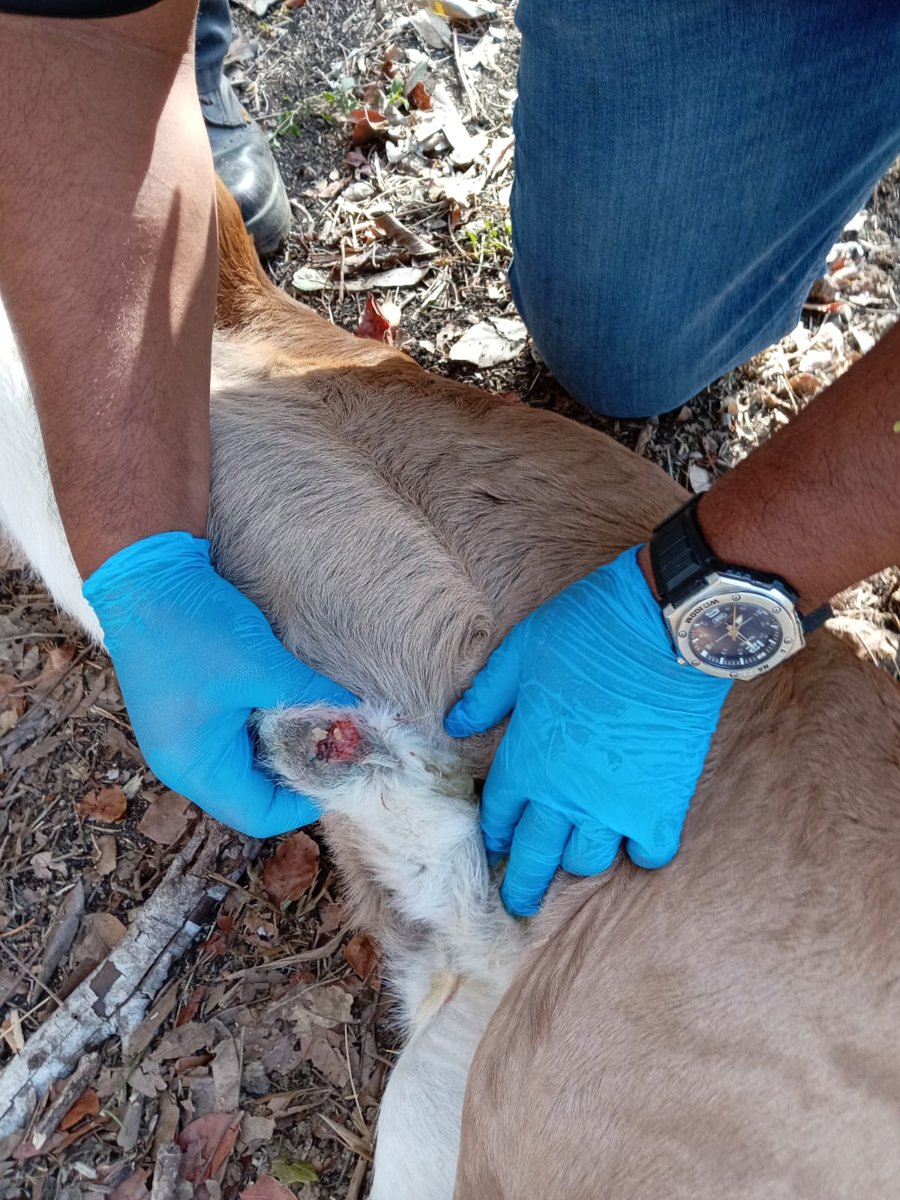 SEGUIMIENTO A LOS CASOS DE GUSANO BARRENADOR EN CAMPECHE