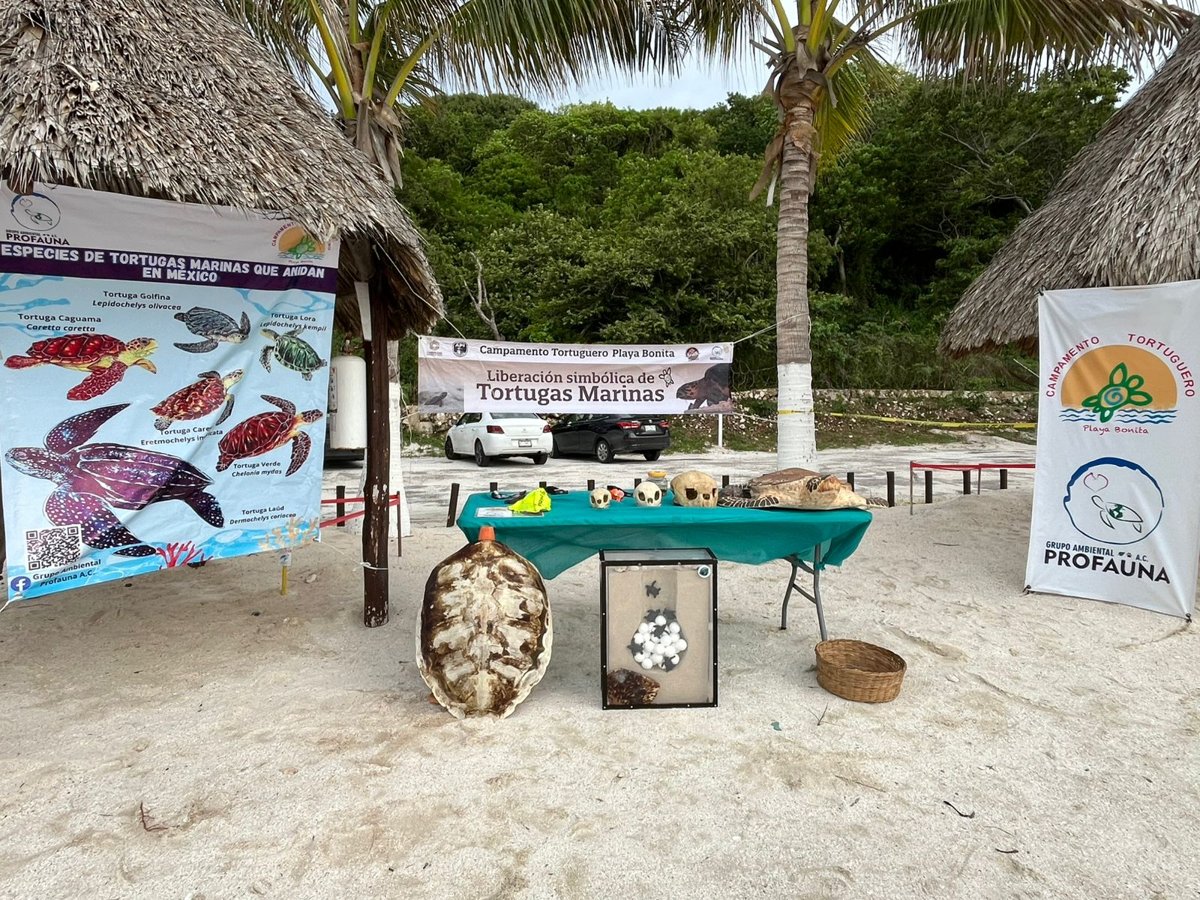 LIBERAN 131 CRÍAS DE TORTUGAS DEL CAMPAMENTO PLAYA BONITA