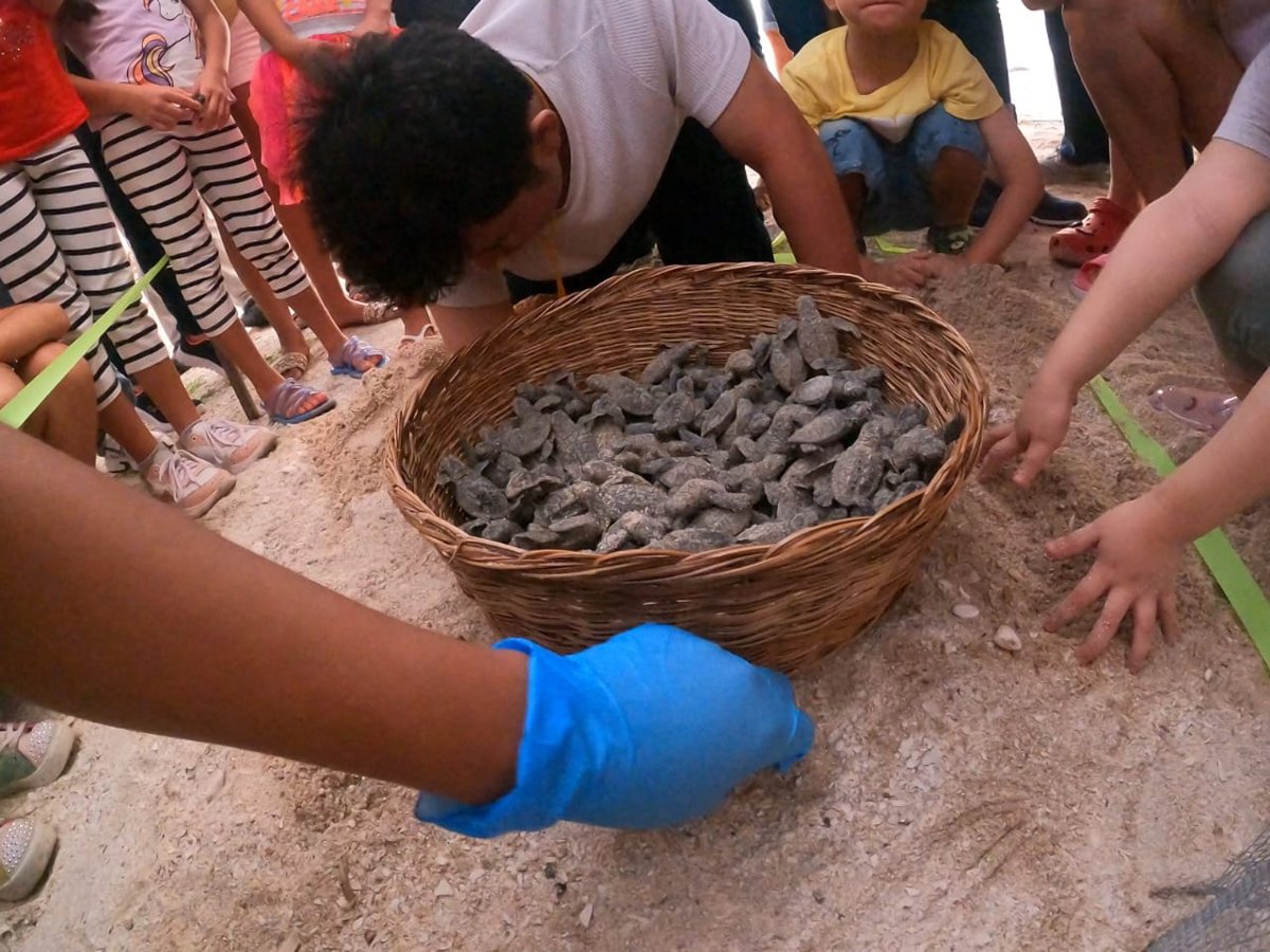 LIBERAN 131 CRÍAS DE TORTUGAS DEL CAMPAMENTO PLAYA BONITA