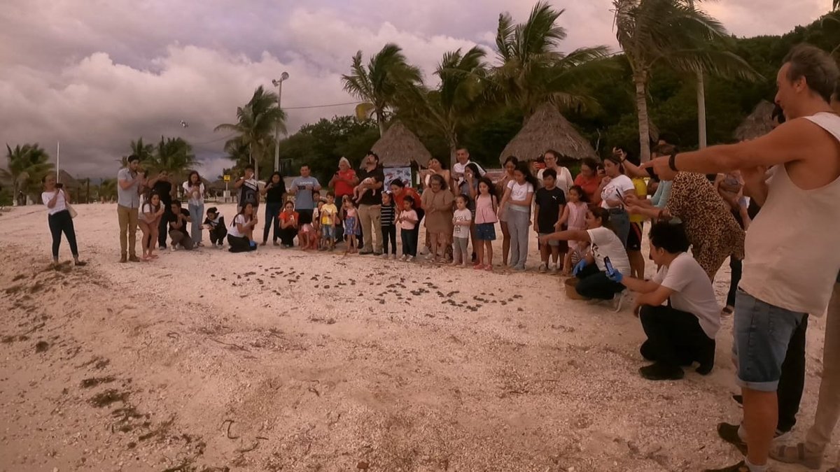 LIBERAN 131 CRÍAS DE TORTUGAS DEL CAMPAMENTO PLAYA BONITA