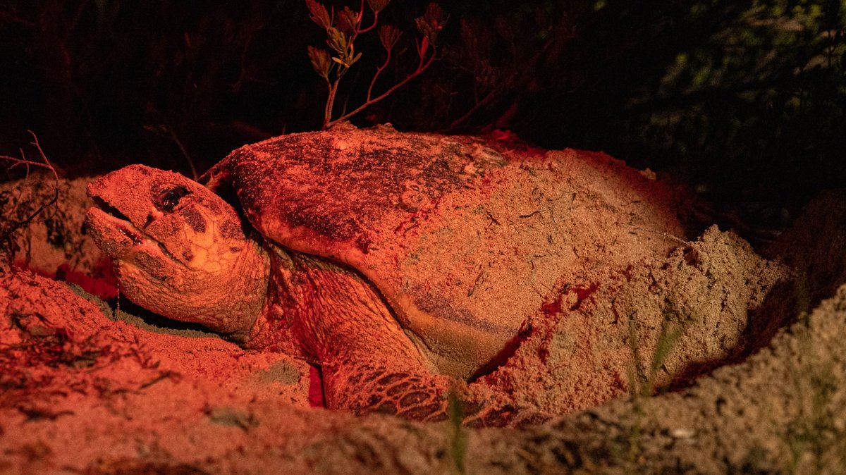 CAMPECHE PROTEGE A LAS TORTUGAS MARINAS