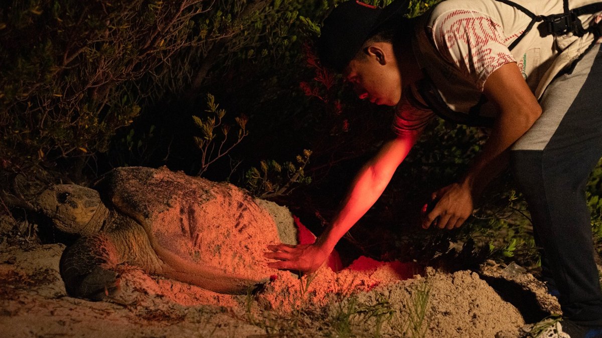 CAMPECHE PROTEGE A LAS TORTUGAS MARINAS