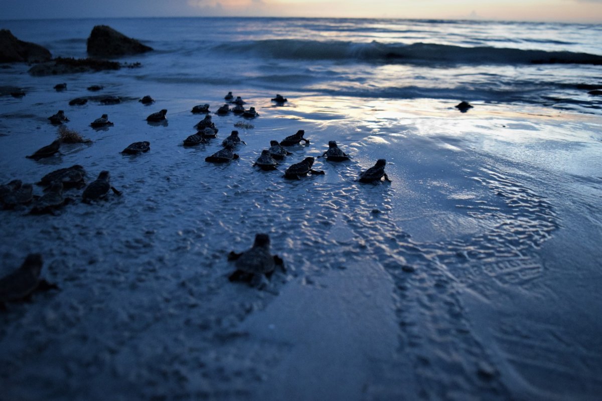 CAMPECHE PROTEGE A LAS TORTUGAS MARINAS