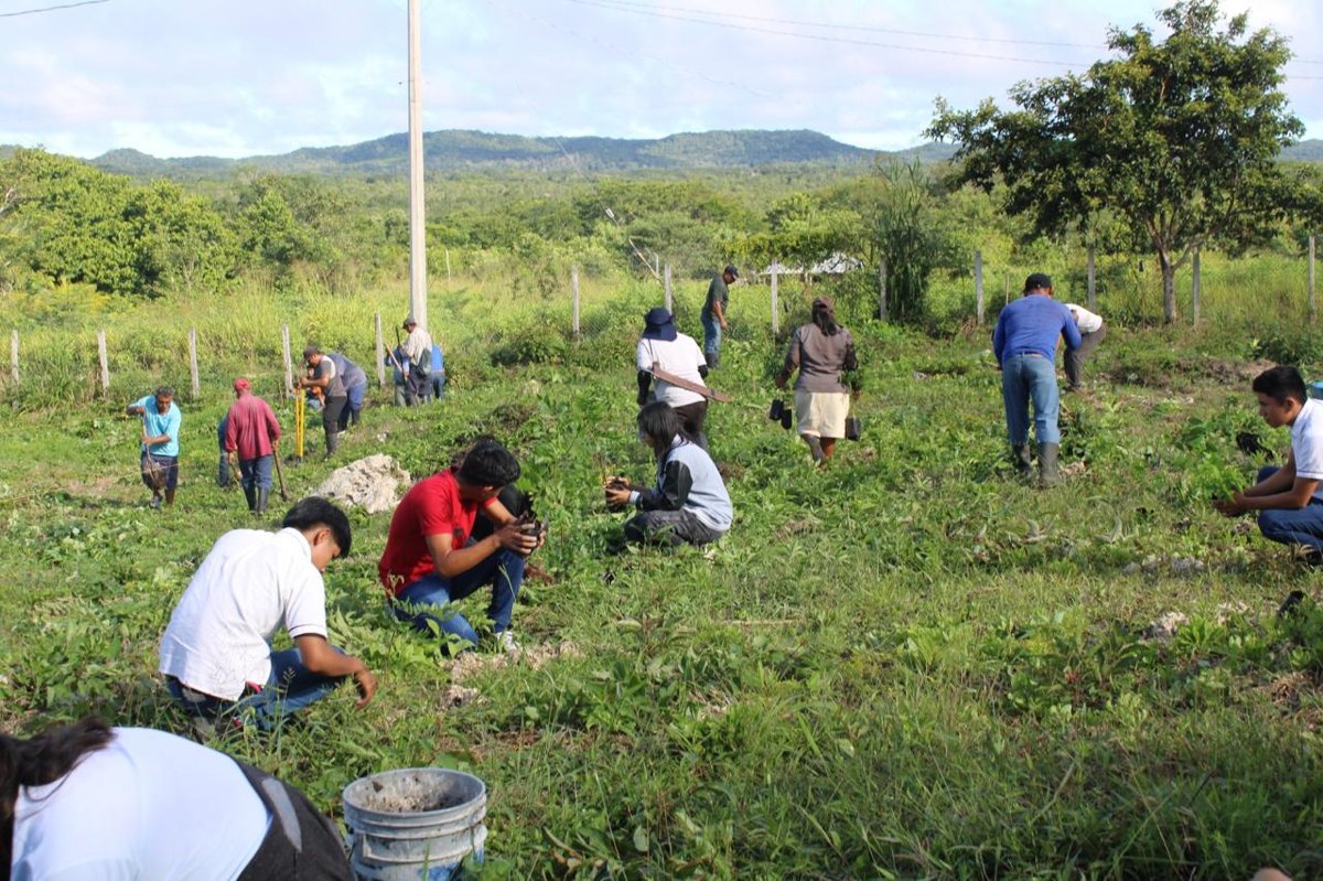 PONEN EN MARCHA "REFORESTACIÓN COBACAM"