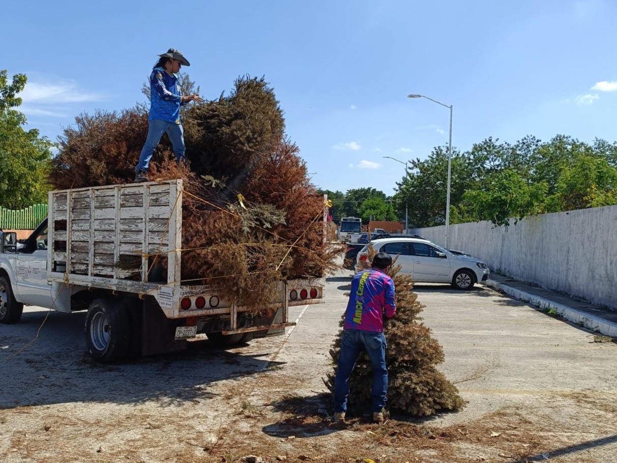 CIFRA RÉCORD EN ACOPIO DE ÁRBOLES DE NAVIDAD EN 2025