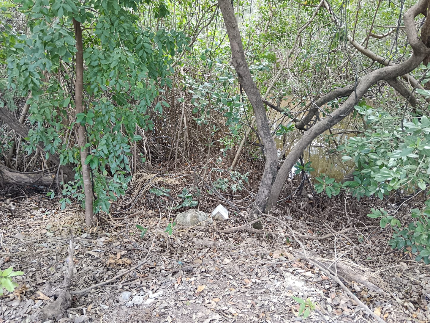 LIMPIAN MANGLAR EN SOLIDARIDAD NACIONAL