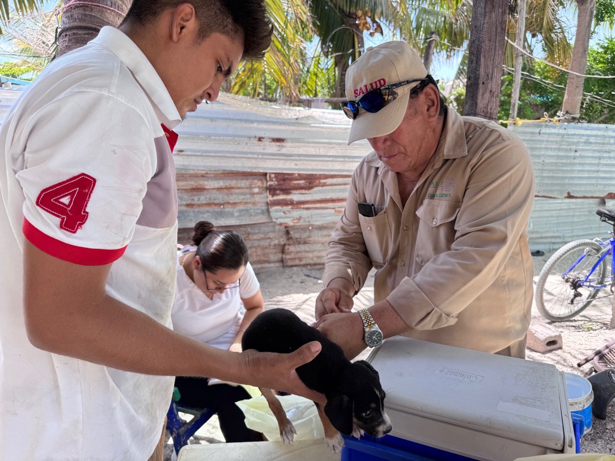 REALIZAN JORNADA INTENSIVA DE VACUNACIÓN ANTIRRÁBICA EN CARMEN