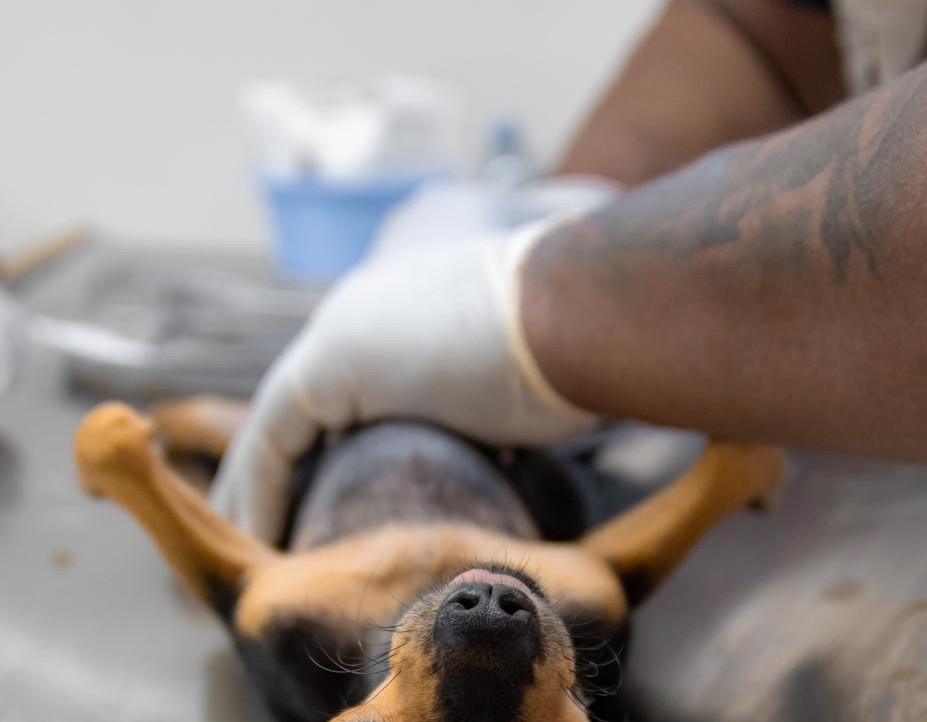 PERMANENTE VACUNACIÓN ANTIRRÁBICA EN CAMPECHE