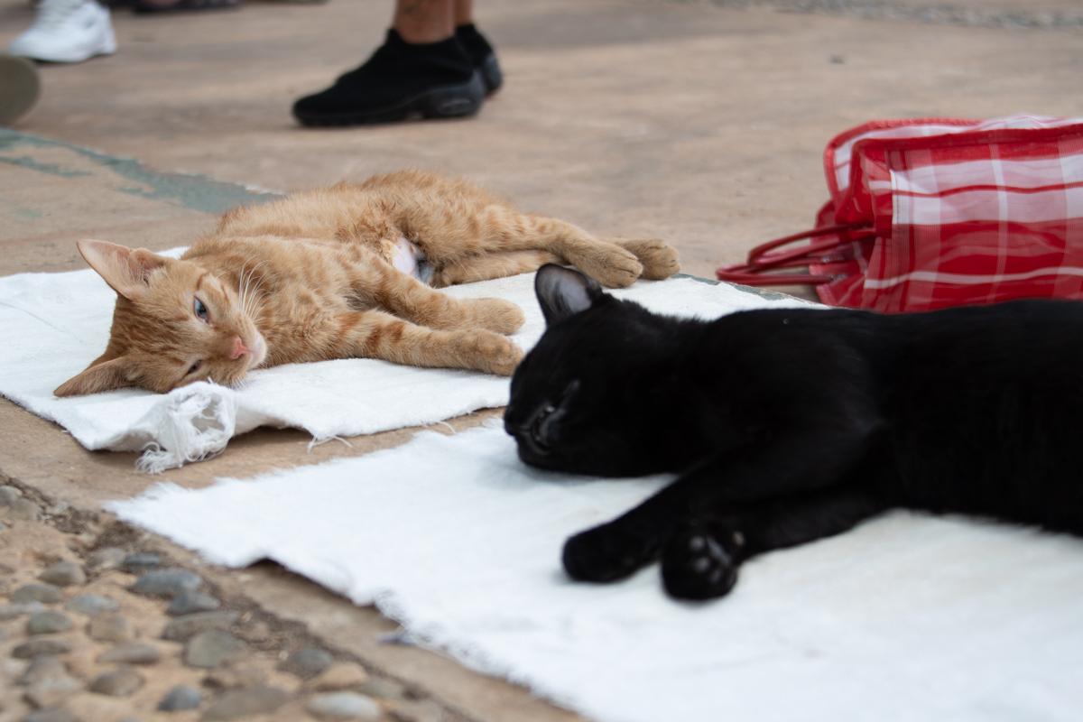 PERMANENTE VACUNACIÓN ANTIRRÁBICA EN CAMPECHE