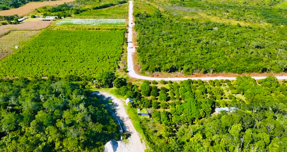 CONSTRUCCIÓN DE CAMINO SACA COSECHA EN UAYAMÓN