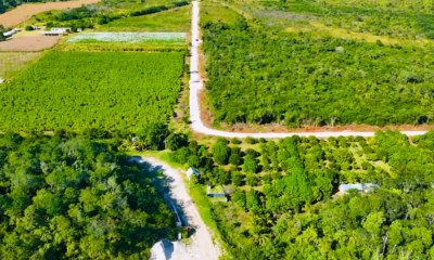 CONSTRUCCIÓN DE CAMINO SACA COSECHA EN UAYAMÓN